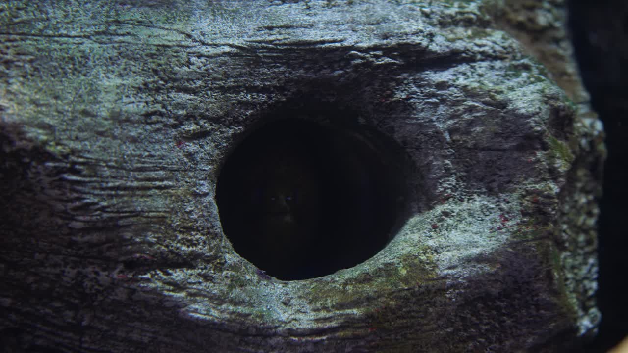 A wide, dark moray eel head is barely visible in a hole within textured, gray rock suggesting a secretive predator resting in its protected marine habitat