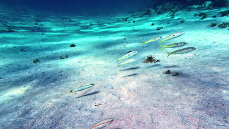 yellowfin goatfish swimming on the floor of the red sea