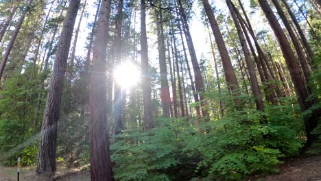 sunlight nature forest and trees in k