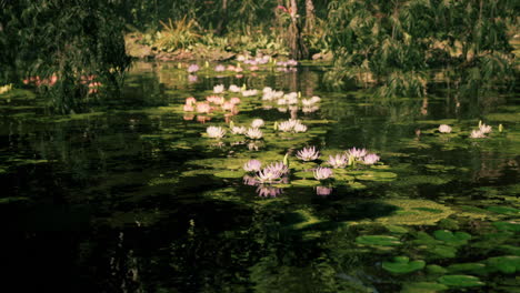 water lilies in a tropical pond