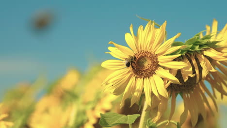 Bienen-Fliegen-Um-Ein-Sonnenblumenfeld-Herum-Und-Bestäuben