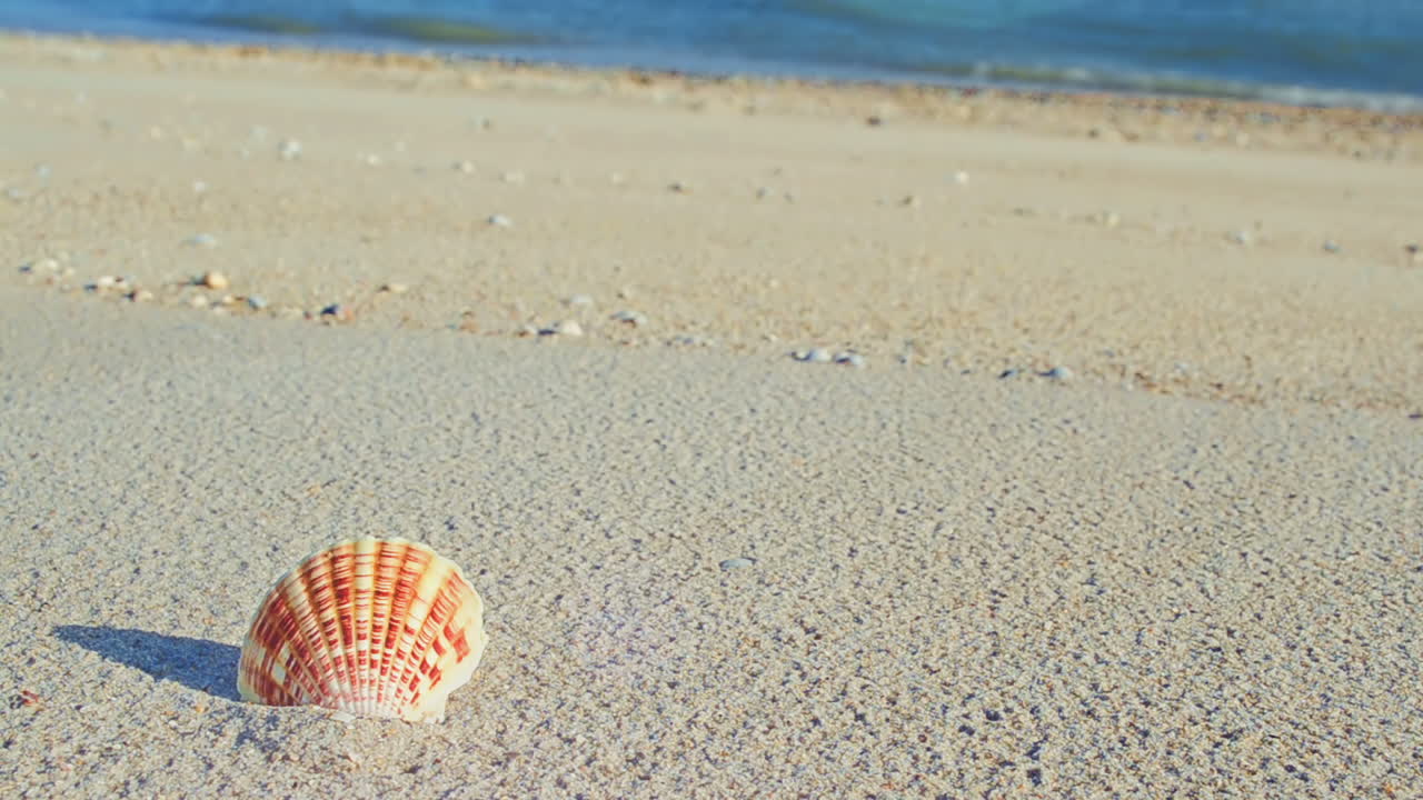 Cockleshells on sand against the background of waves. Shooting on the beach