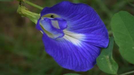 flor de guisante de mariposa azul en el país tropical de sri lanka con hormigas negras en ella.