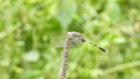 tiger dragonfly fathers . green grass