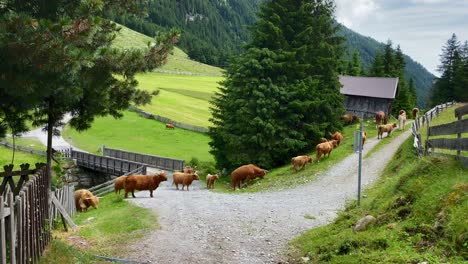 Scottish-highland-cattle,-slowly-walking-on-a-hiking-trail-around-St