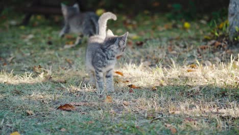 two cute kittens playing. cats best friends playing together outdoor