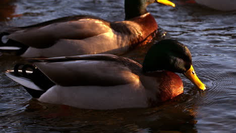 Ducks-swimming-on-the-lake