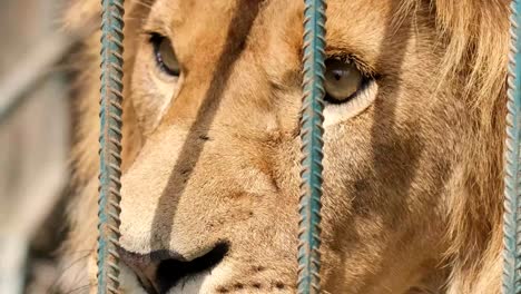 angry lion in a cage at the zoo. an animal in captivity. shooting close up
