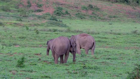 the asiatic elephants are endangered species and they are also residents of thailand