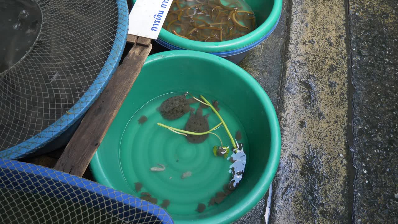 아시아 태국 물고기 시장 거리에서 판매되는 부드러운  ⁇ 데기 고양이 습지 개구리