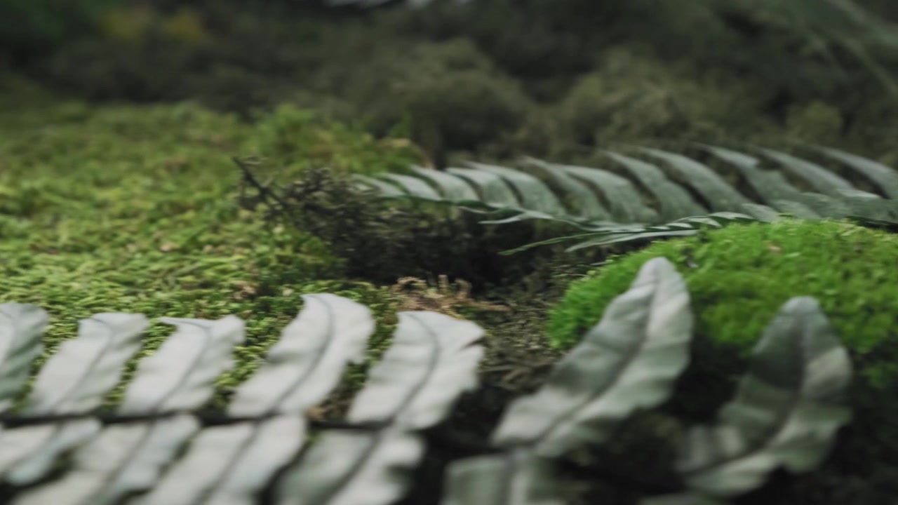 Parete di muschio verde stabilizzato ed ecologico, coltivata su una cornice artigianale per l'esposizione in ambienti interni moderni.