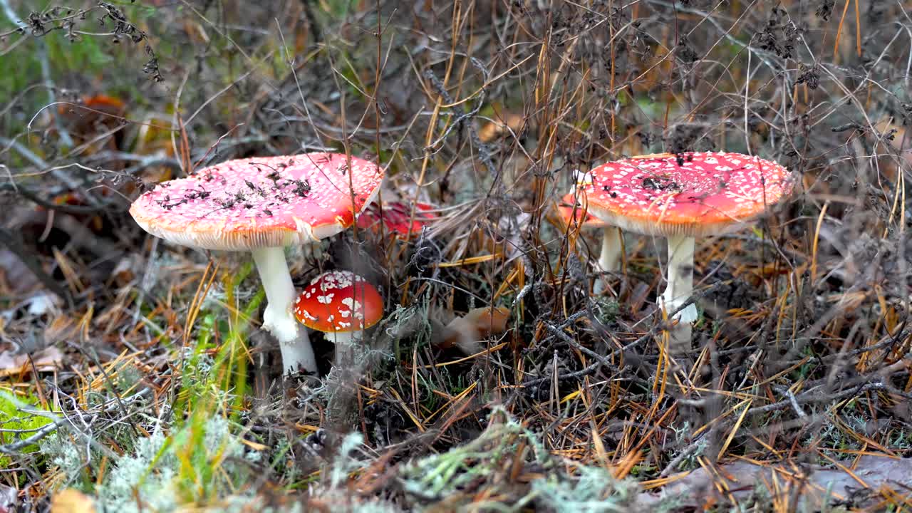Fly Swatter mushrooms growing on forest floor, motion view
