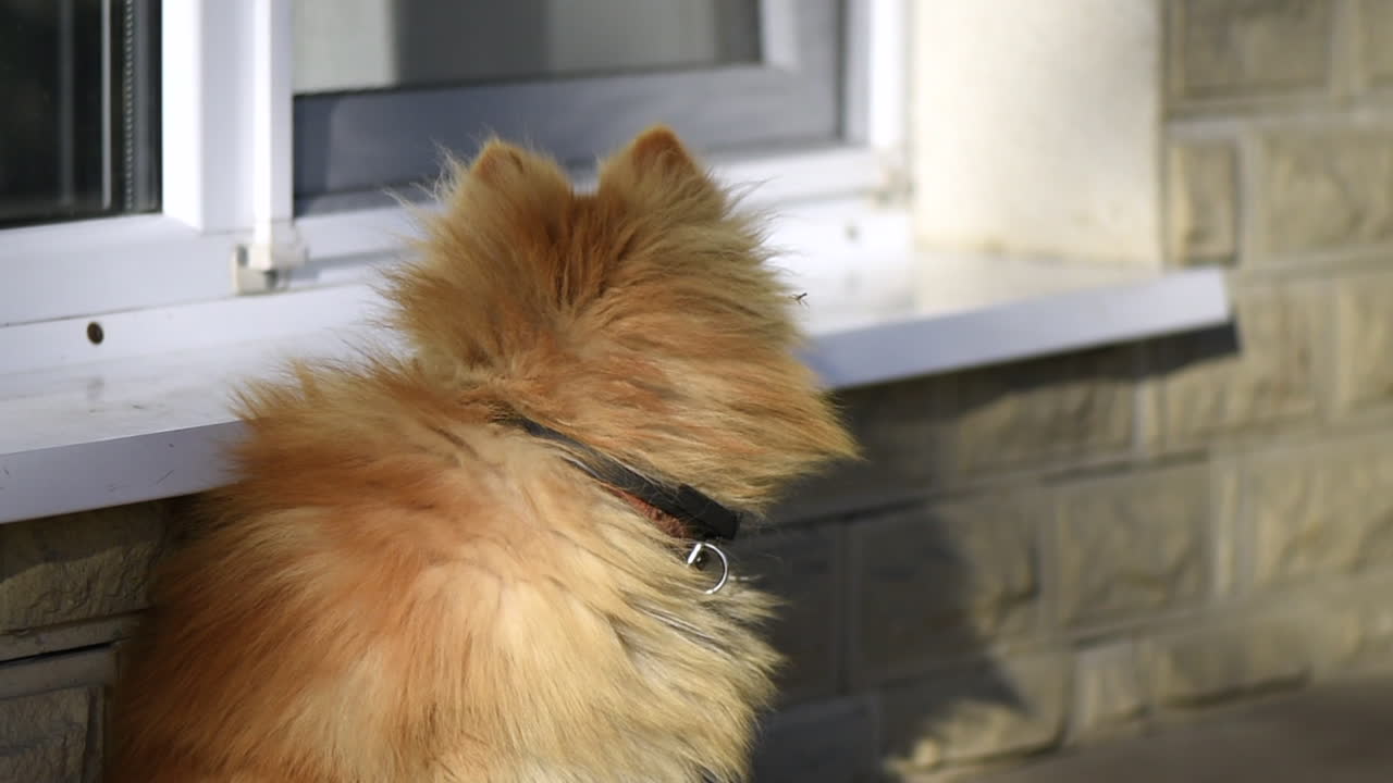 Small pomeranian spitz resting near the window sill outside the home and looking around. Sunny day