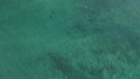 Static-Aerial-Bird's-Eye-View-Above-Bottlenose-Dolphins-Swimming-in-Ocean