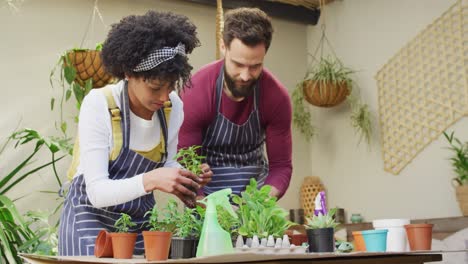 video de una feliz pareja diversa colocando plántulas en macetas juntos en casa, con espacio para copiar