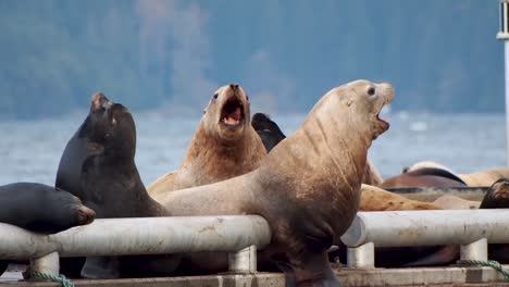 sea lions on a dock roaring and then jumping in the water