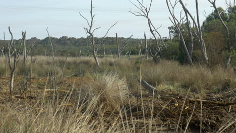 árboles-Muertos-En-Un-Lago-Seco,-Inclínate-Hacia-Arriba