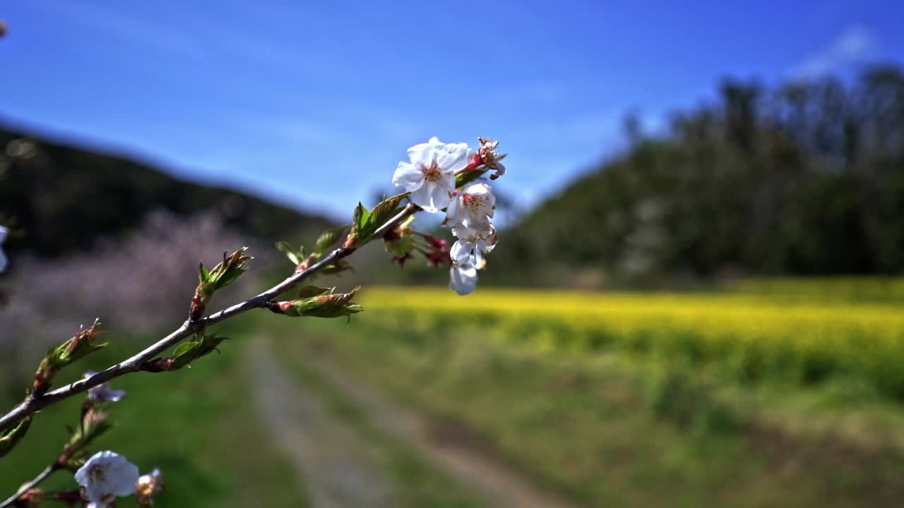 hermosa flor de cerezo rosa en primer plano con un campo de colza amarillo en flor en un fondo borroso
