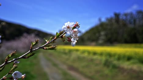 Schöne-Rosa-Kirschblüte-Im-Vordergrund-Mit-Gelbem-Rapssamenfeld-In-Blüte-Im-Unscharfen-Hintergrund