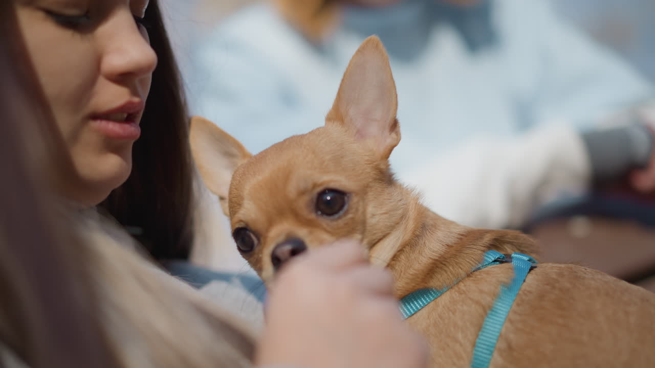 근처에서 편안하게 쉬고 있는 작은 강아지, 평화롭게 앉아 있는 반려동물과 근처에 있는 주인, 젊은 여성의 무릎에 안겨 휴식을 취하는 개, 공원 벤치에서 주인 옆에서 평온한 시간을 즐기는 털복숭이 친구