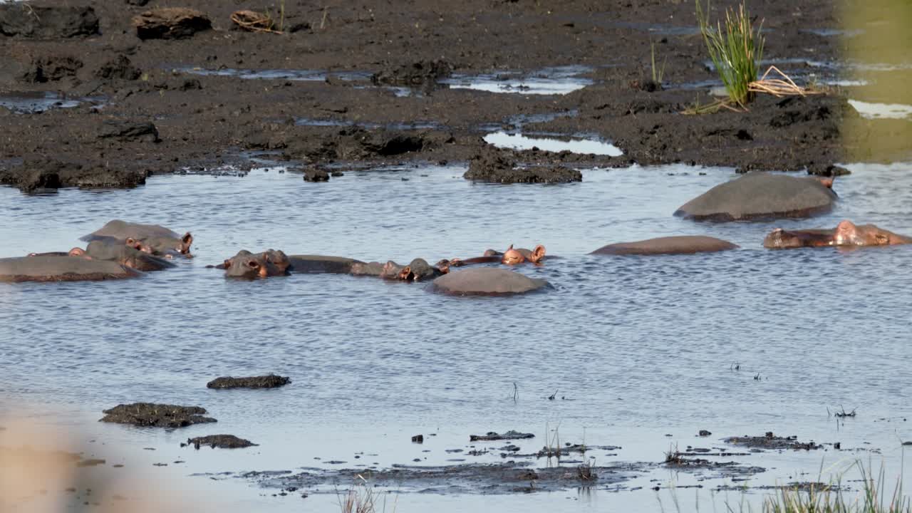 신선한 강물에서 휴식을 취하는 하마 떼