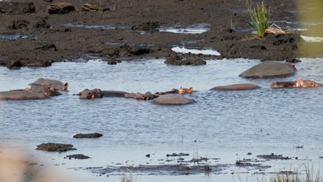 hippopotamus herd relaxing in fresh river water