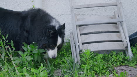 Gesamtaufnahme-Eines-Hundes,-Der-Im-Hinterhof-Gras-Frisst,-Um-Seinen-Bauch-Zu-Beruhigen