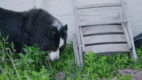 full shot of a dog eating grass in the backyard to calm his tummy