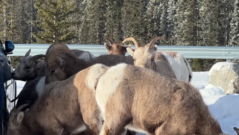 ovejas de montaña lamiendo sal del costado de los vehículos en invierno.