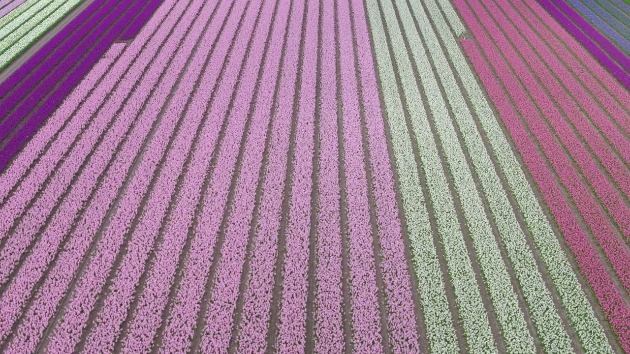 네덜란드 에서 파스텔 색 의 완벽 한 꽃 줄 을 가로질러 공중 에서 새 의 눈 으로 볼 수 있다