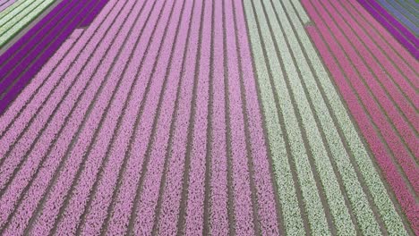 aerial bird's eye view pans across pastel colored perfect flower rows in netherlands