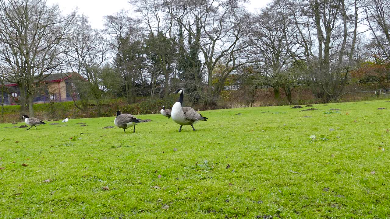 한 무리의 캐나다 기러기가 커뮤니티 공원의 잔디밭을 따라 걷고 있고, 기러기들은 영국 노포크에서 땅벌레와 곤충을 찾아 무성한 푸른 풀을 쪼아 먹으며 먹이를 찾고 있습니다.