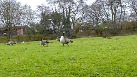 una bandada de gansos canadienses caminando por el césped de un parque comunitario, los gansos buscando comida mientras picotean la exuberante hierba verde en busca de larvas e insectos en norfolk, inglaterra
