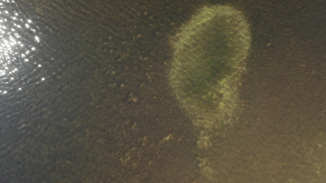 toma de arriba hacia abajo de agua con plantas marinas