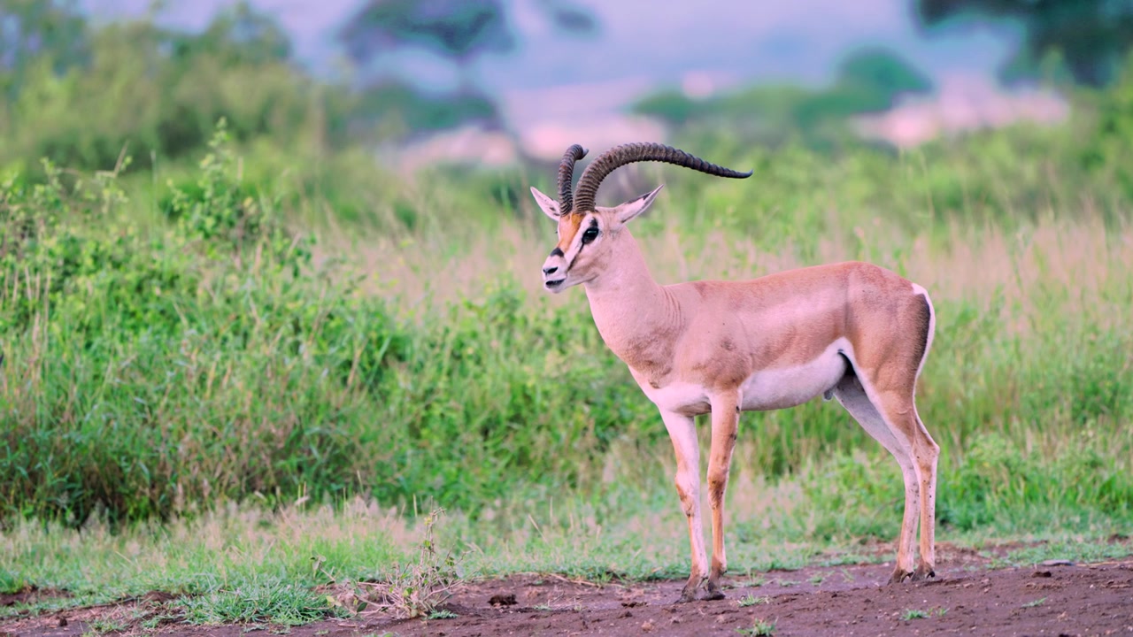 Klassieke natuurbeelden van een mannelijke impala die stilstaat terwijl hij kauwt in Amboseli National Park, Kenia, waarbij alert gedrag wordt getoond in zijn natuurlijke Afrikaanse savannehabitat.