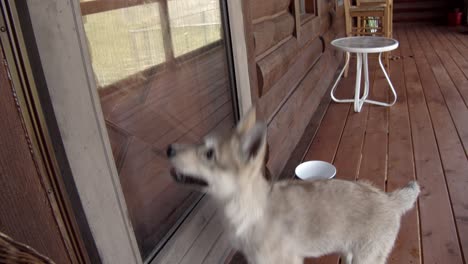 baby timber wolf trying to get inside