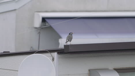 Eine-Dunkle-Drossel-Auf-Einer-Dachrinne-Hat-Gekackt-Und-Fliegt-Dann-Tagsüber-Weg