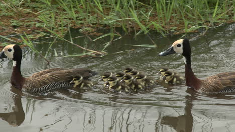 white-faced whistling duck couple with eleven chicks in water, amboseli national park, kenya