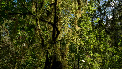 Majestic-steady-shot-of-beautiful-blooming-trees-during-sunny-day-in-jungle-of-New-Zealand