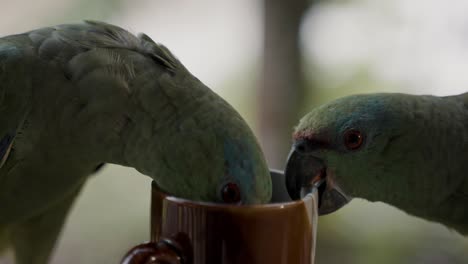 festive amazon parrot head inside the cup and took out the tea bag