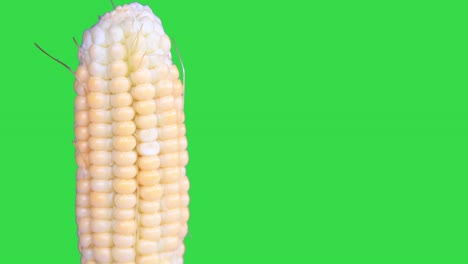 rack focus fresh harvest and skinned corn isolated on a green screen