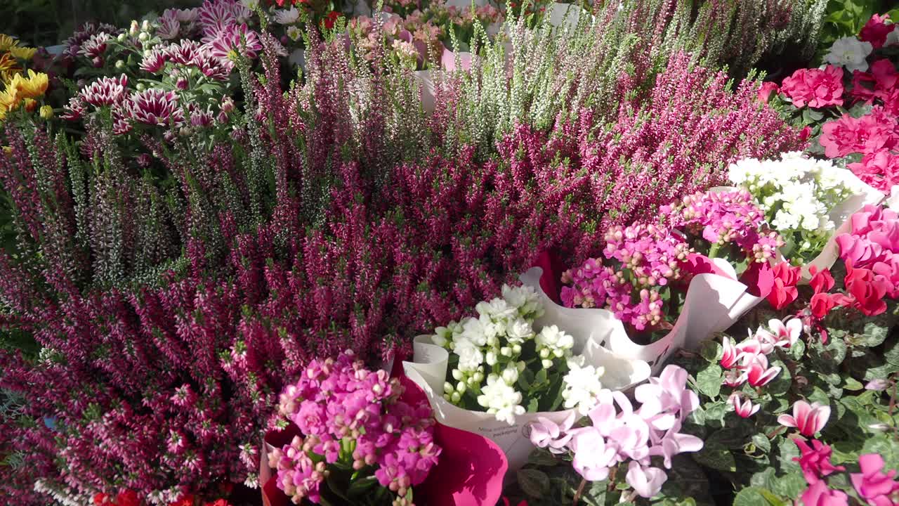 exhibición de flores vibrantes en un mercado