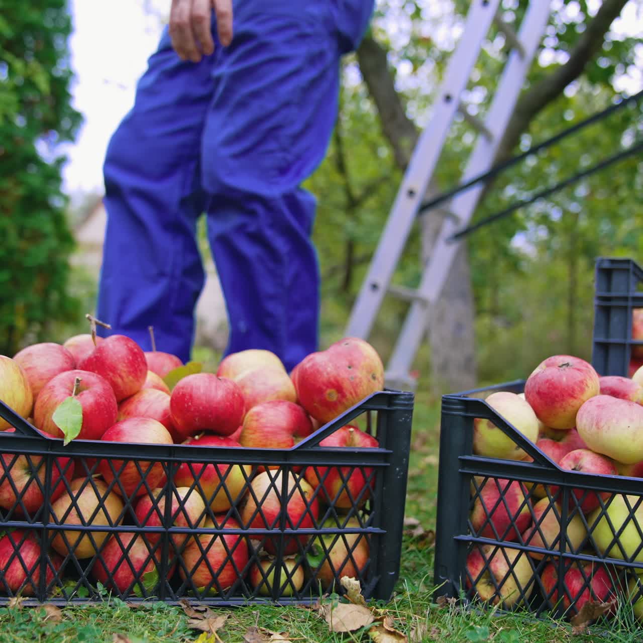 Harvesting fruit in autumn season. Farmer carrying plastic drawers full of fresh apples in the garden. Delicious red apples in boxes on the ground