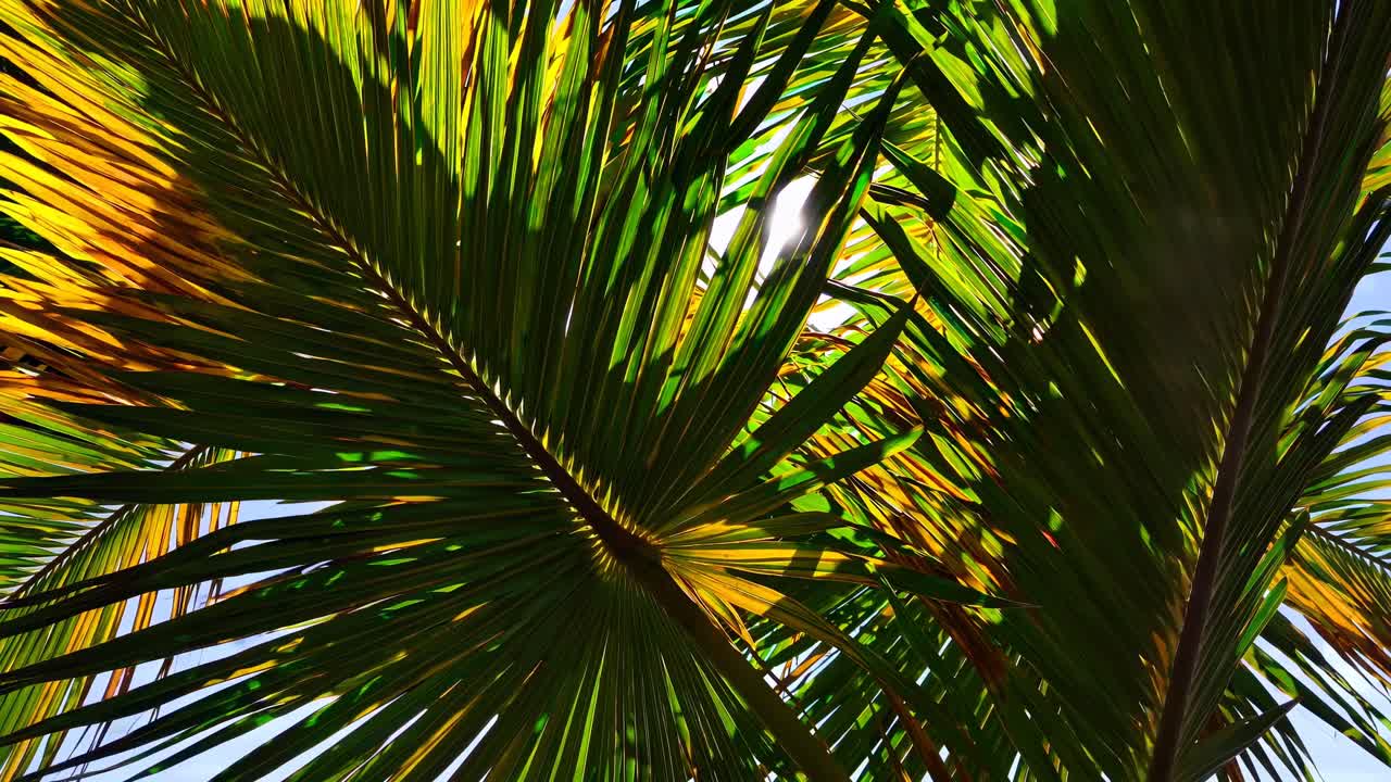 Vibrant close-up of palm leaves with sunlight filtering through, captured from a low angle