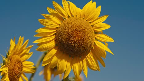 Close-up-sunflower-field-at-sunset