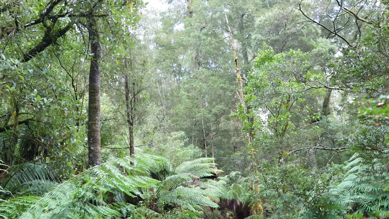 Lush greenery and towering trees in rainforest
