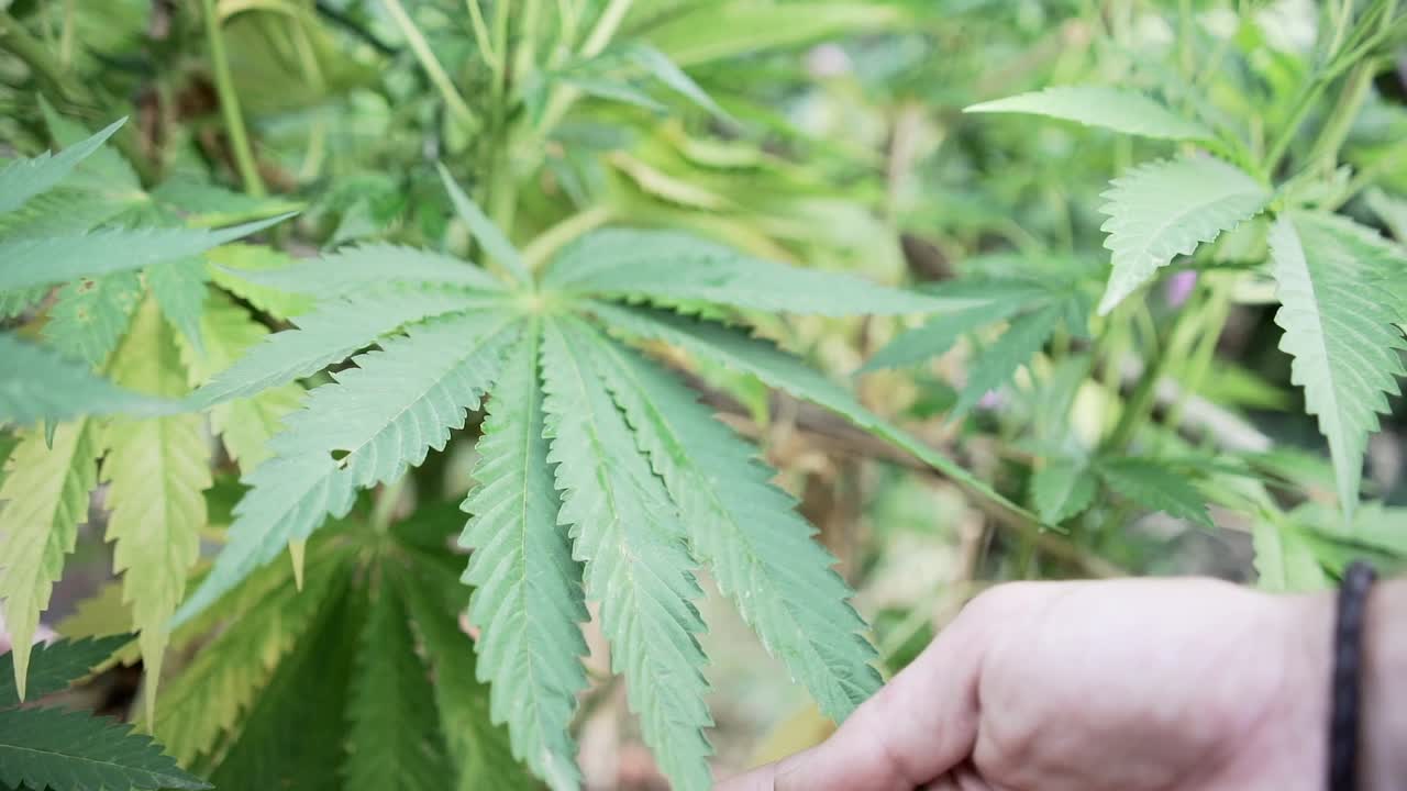 Cannabis Plant Growing