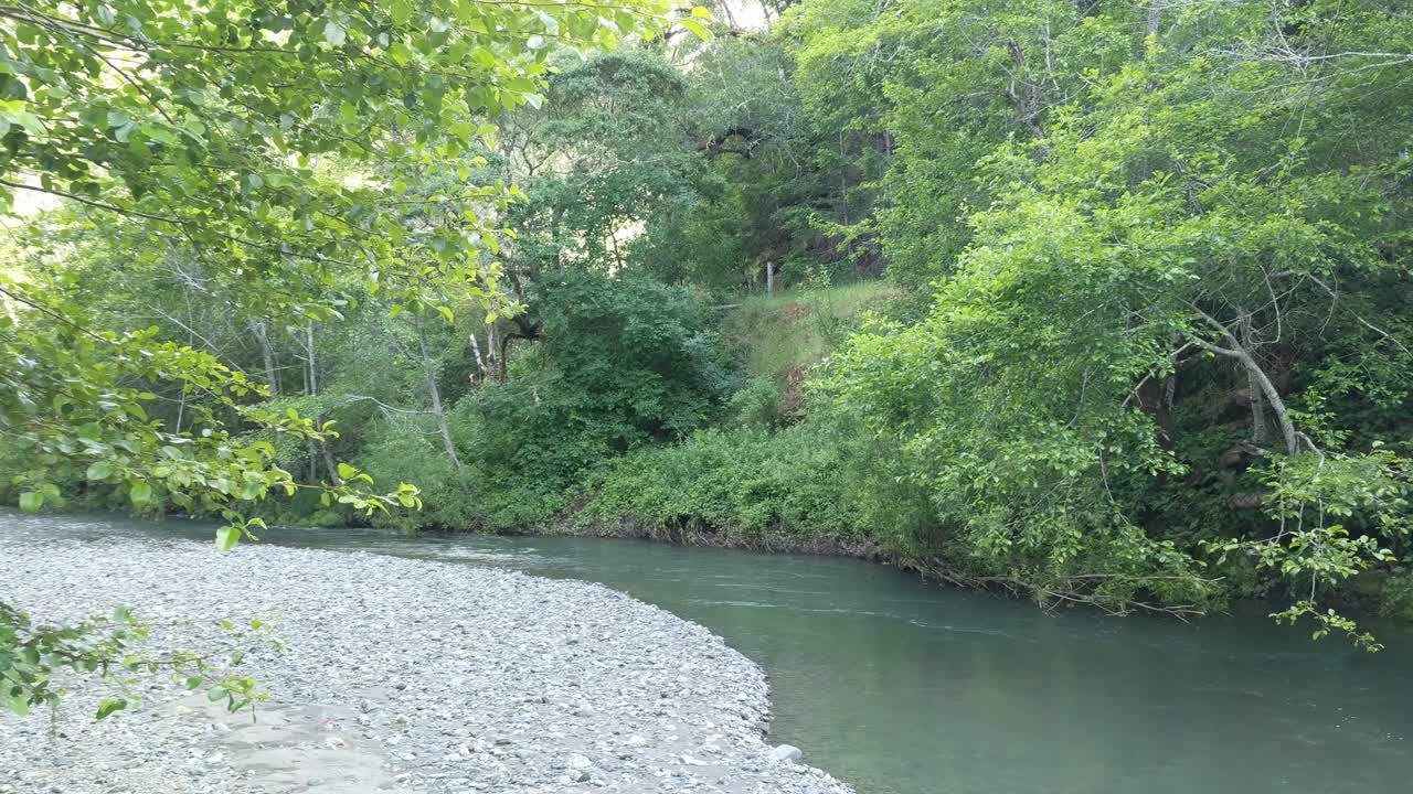 Redwood forest creek static camera