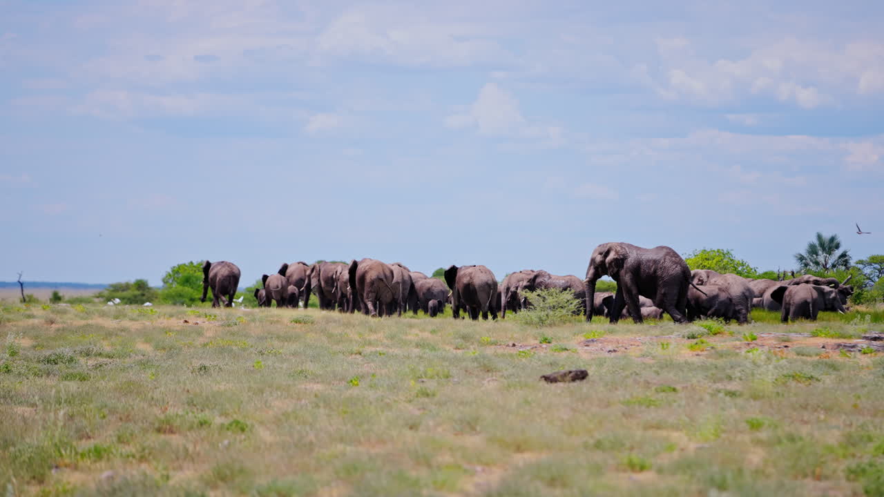 African Elephants in a Herd