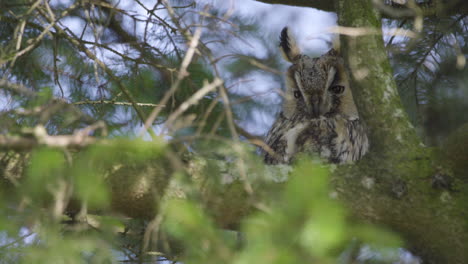 adorable long-eared owl roosting in dense foliage while maintaining eye contact with viewer, close up static shot